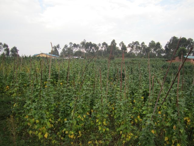 Kibali parish crops
