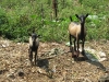 Goats multiplying!